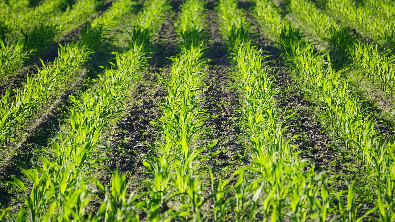 Agricultura