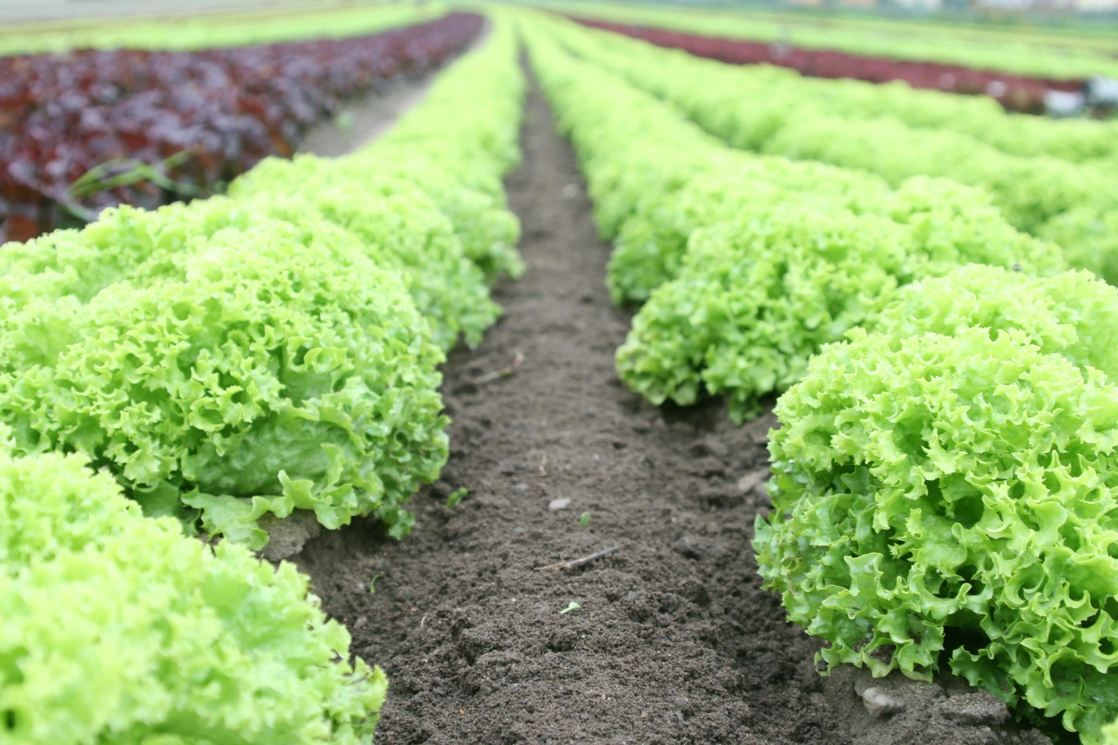 Agricultura