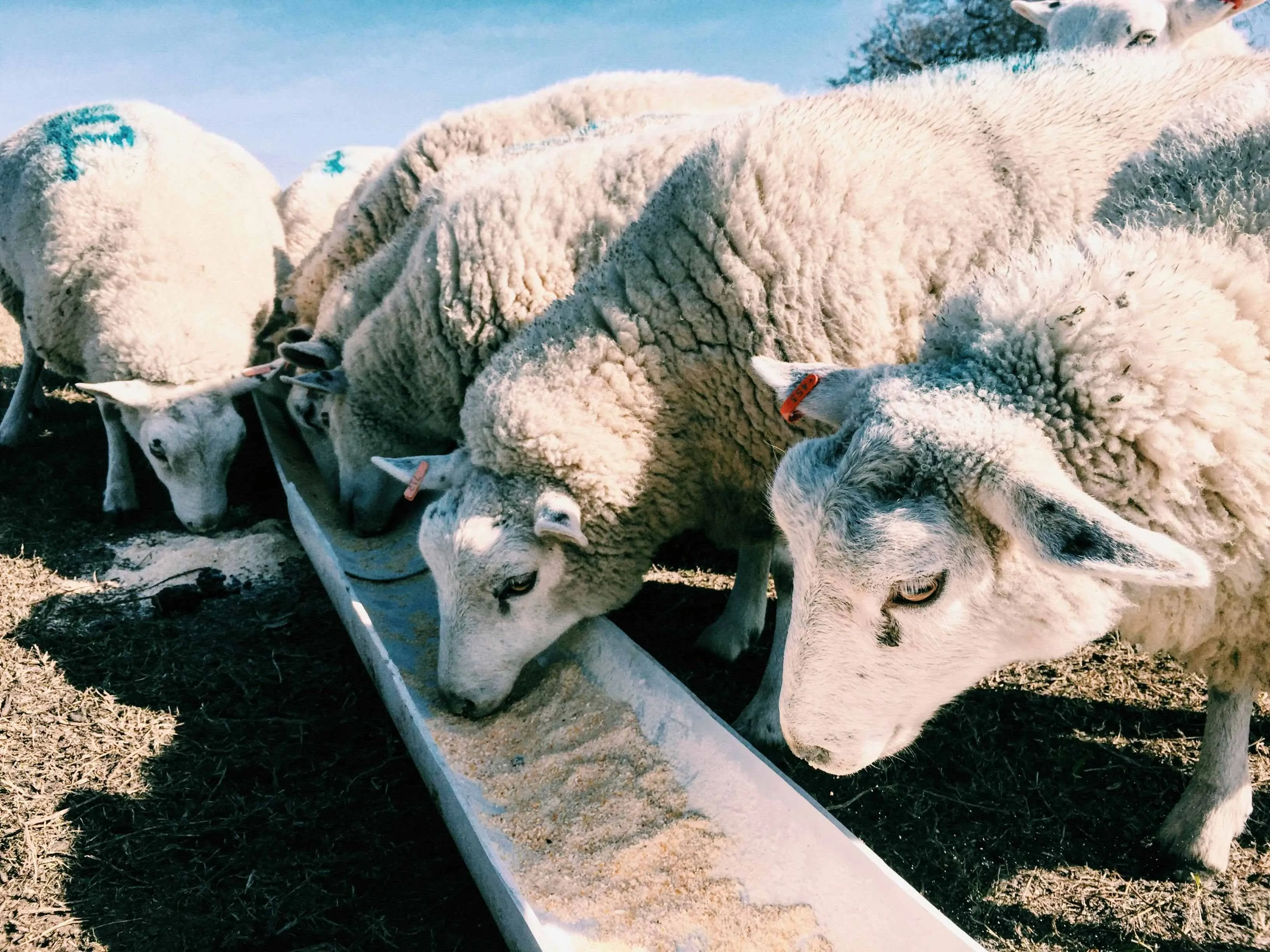 Cloreto de Manganês é Aplicado na Nutrição Animal